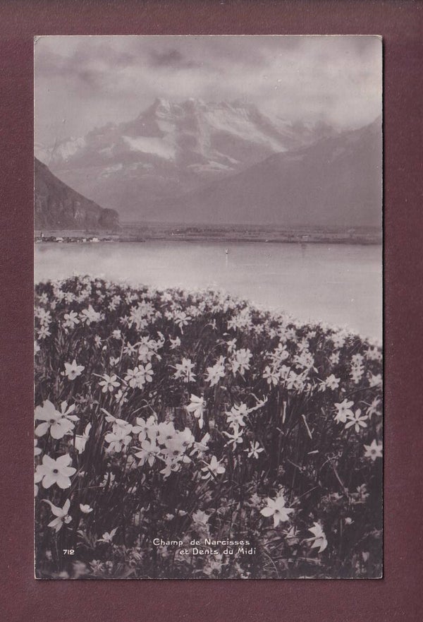 Champs de NARCISSES - Dents du Midi
