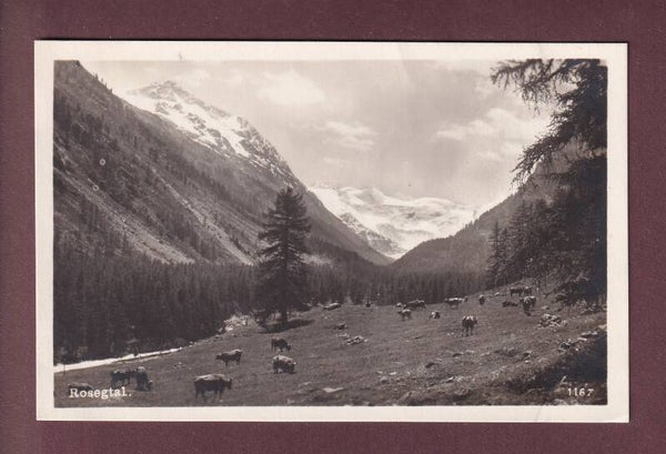 ROSEGTAL - Kühe