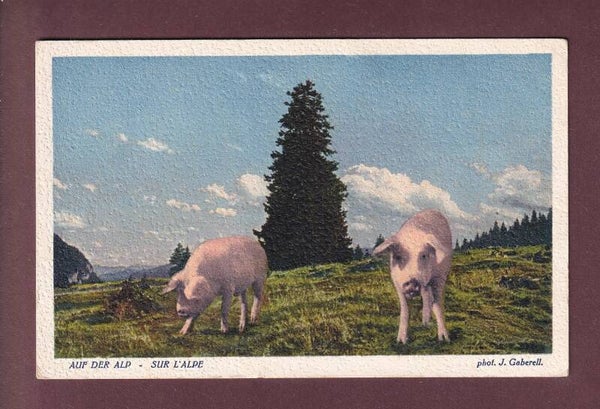 COCHONS sur l'alpe / SCHWEINE auf der Alp - 1927