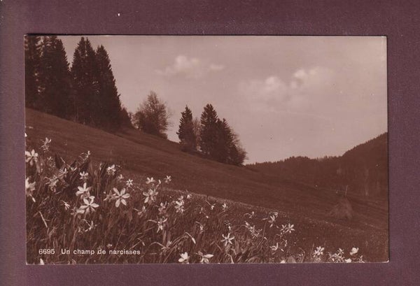 Un champ de NARCISSES - 1925