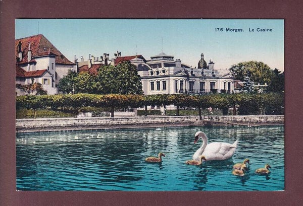 MORGES - La Casino - Cygnes