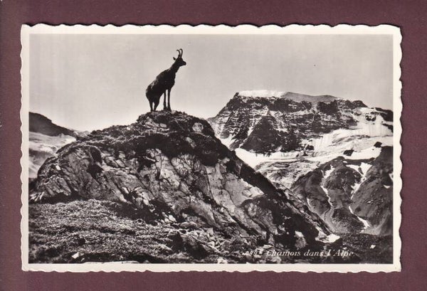 Un CHAMOIS dans l'Alpe