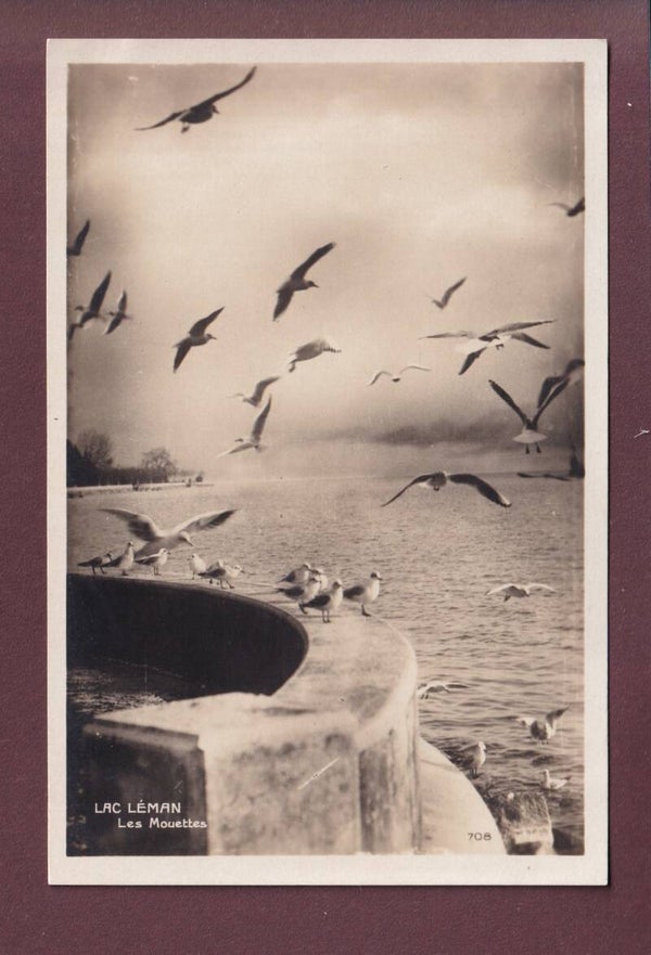 LAC LEMAN - Les mouettes