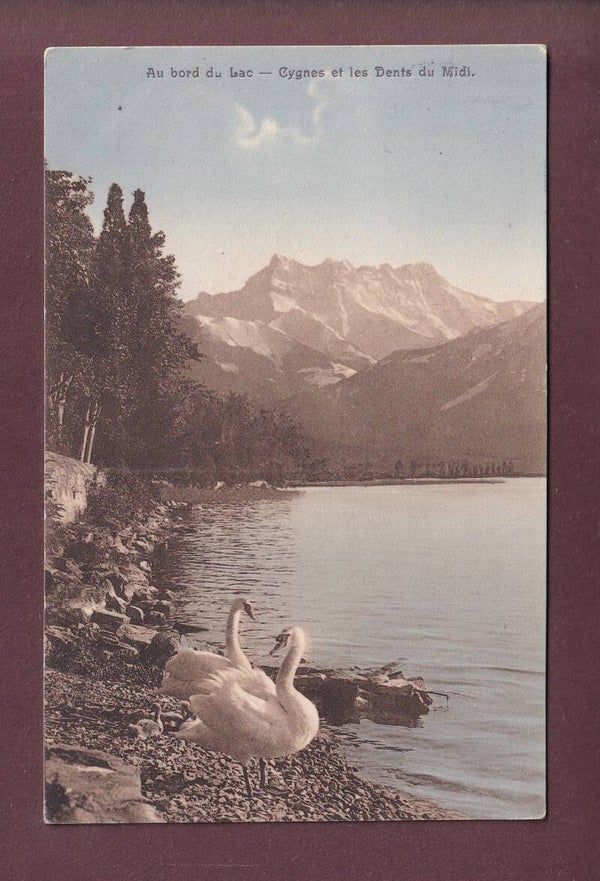 LAC LEMAN - Cygnes - Dents du Midi - 1912
