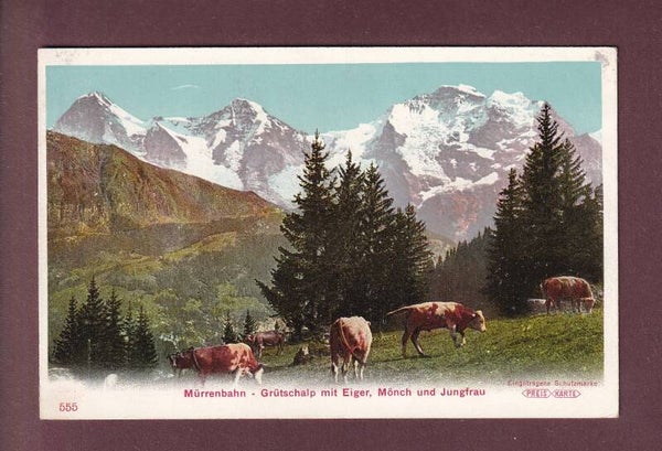 Mürrenbahn - GRÜTSCHALP - Kühe
