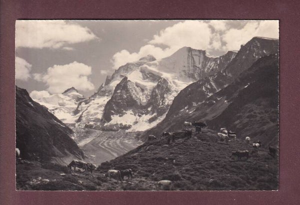 Zinal - ALPE DE LA LEX - Vaches - E. Gyger