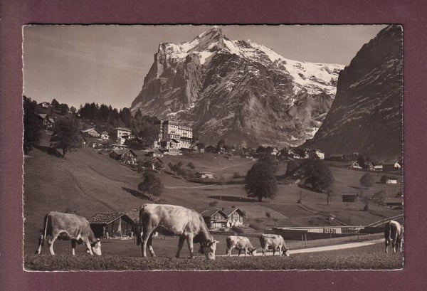 GRINDELWALD - Kühe - Wetterhorn - 1937