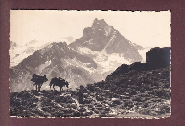 ZINAL - Alpe de La Lex - Besso - Ânes - E. Gyger