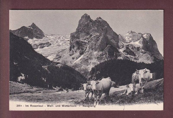 Im ROSENLAUI - Kühe - Well- und Wetterhorn