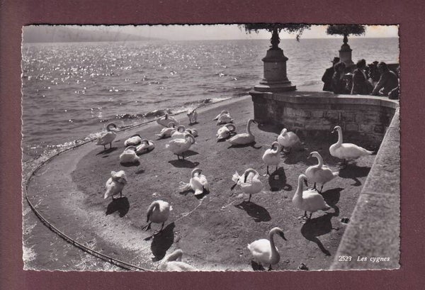 Les CYGNES au bord du LAC LEMAN - 1959