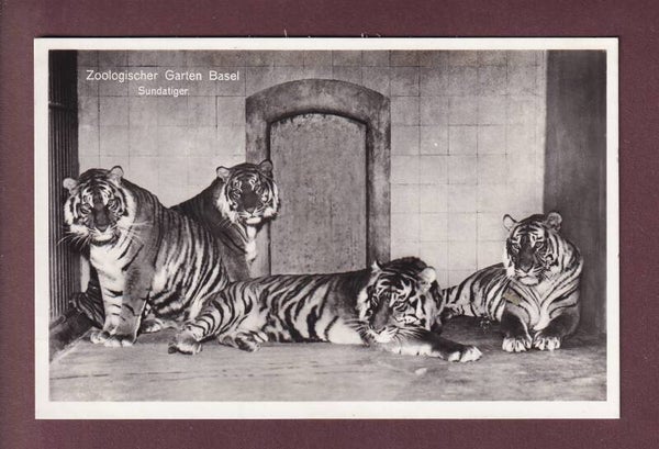 BASEL - Zoo - Tiger - 1933