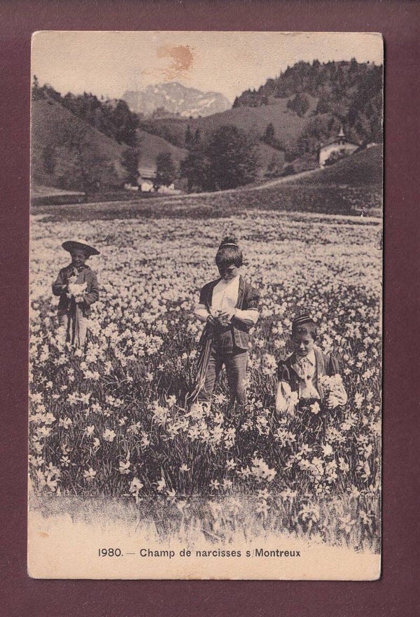 Champ de NARCISSES au-dessus de Montreux - Enfants - 1911