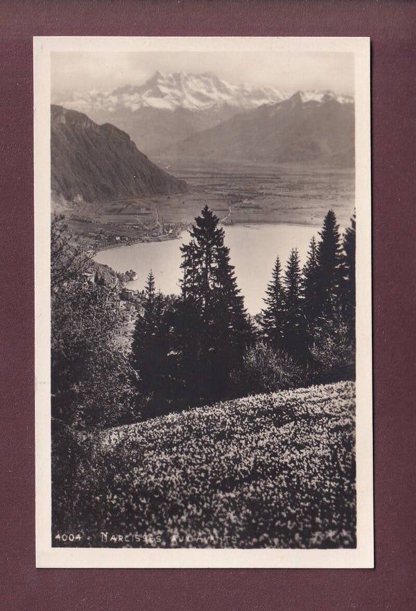 Les Avants - NARCISSES - Dents du Midi - 1928