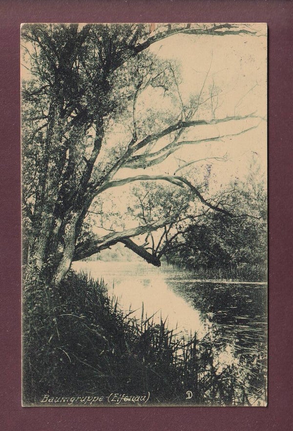 ELFENAU - Baumgruppe - 1919