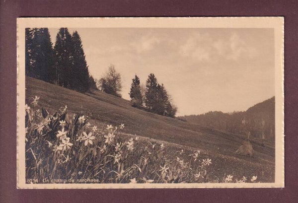 Champ de NARCISSES