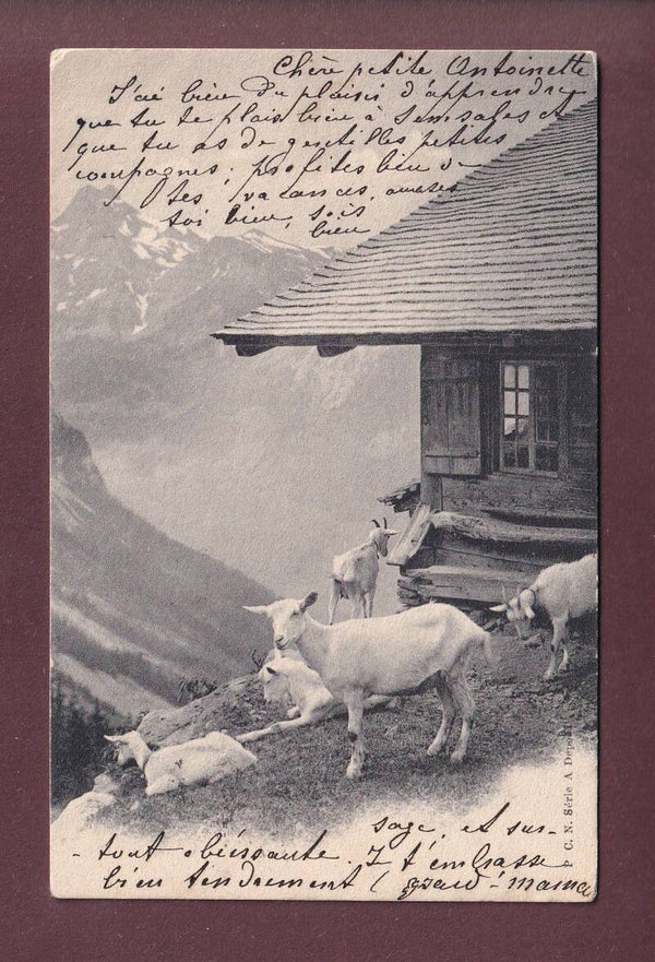 CHEVRES / ZIEGE - 1906