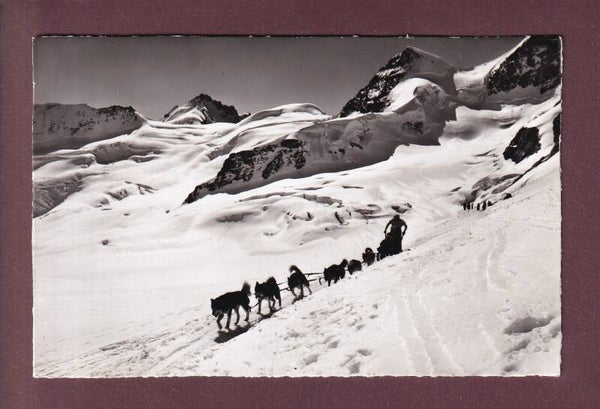 JUNGFRAUJOCH - Rottalhorn - Polarhunde