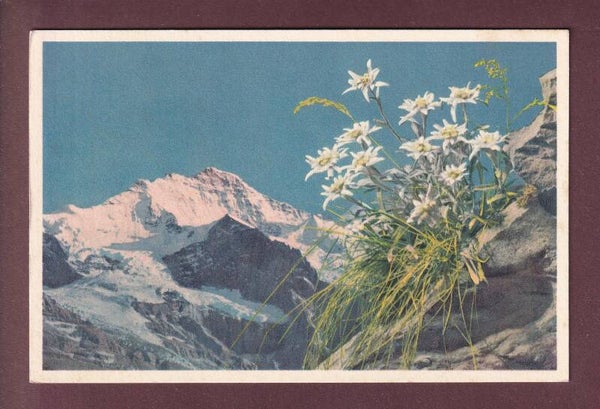 JUNGFRAU - Leontopodium alpinum / Edelweiss