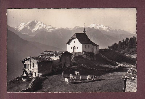 BETTMERALP ob Mörel - Kühe