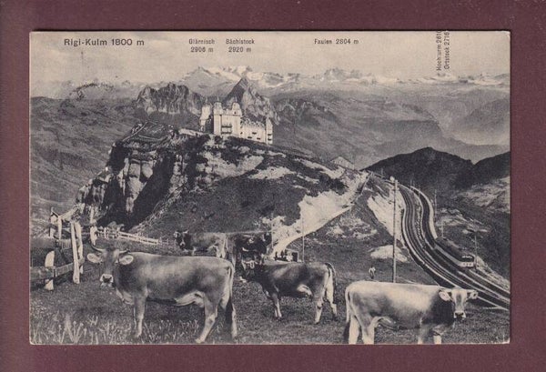 RIGI-KULM - Kühe - 1913