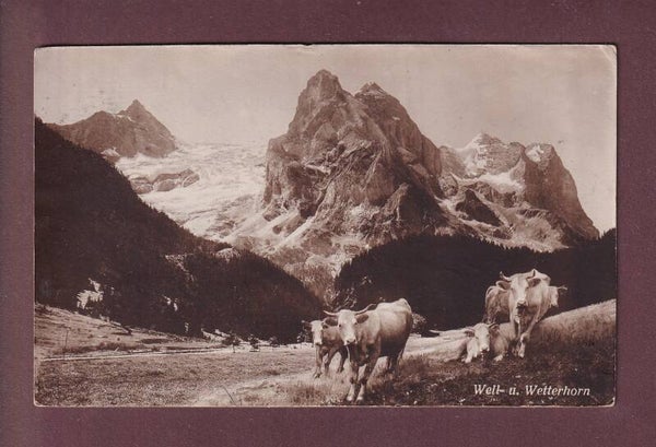 WELL- und WETTERHORN - Kühe
