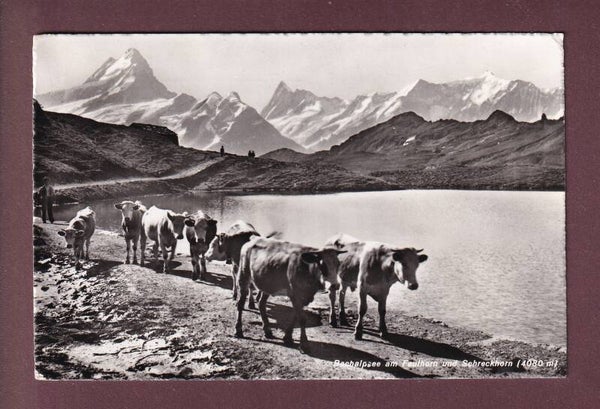 BACHALPSEE - Kühe - Faulhorn - 1959