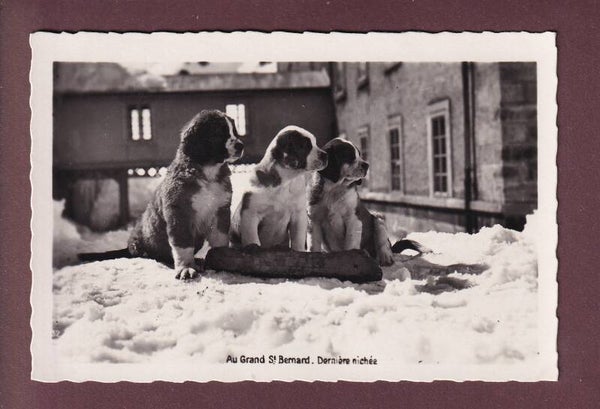 GRAND-SAINT-BERNARD - Dernière nichée chiens - 1934