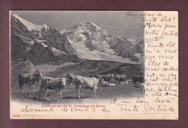 KUHHERDE auf der Kleine Scheidegg - Mönch - 1905