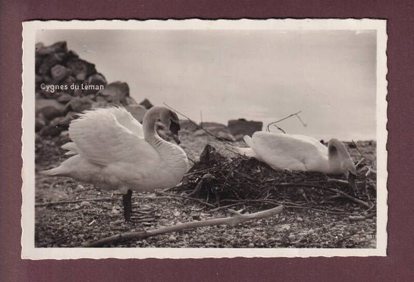 Cygnes du LAC LEMAN - Nid