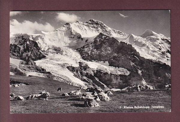 KLEINE SCHEIDEGG - Kühe - Jungfrau - 1966