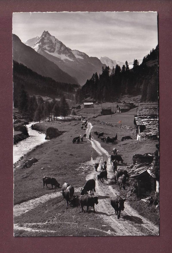 MOTTEC près Zinal - Vaches - Besso - 1956