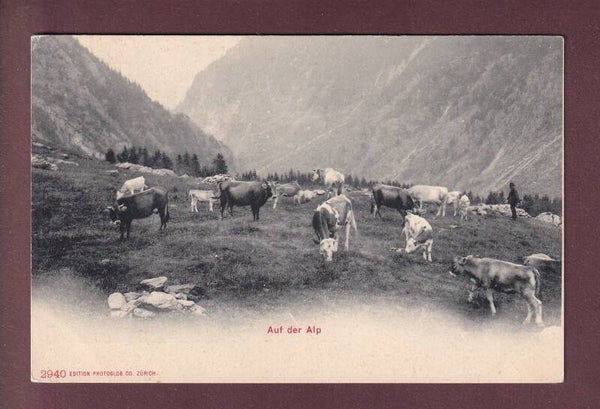 Auf der Alp - KÜHE