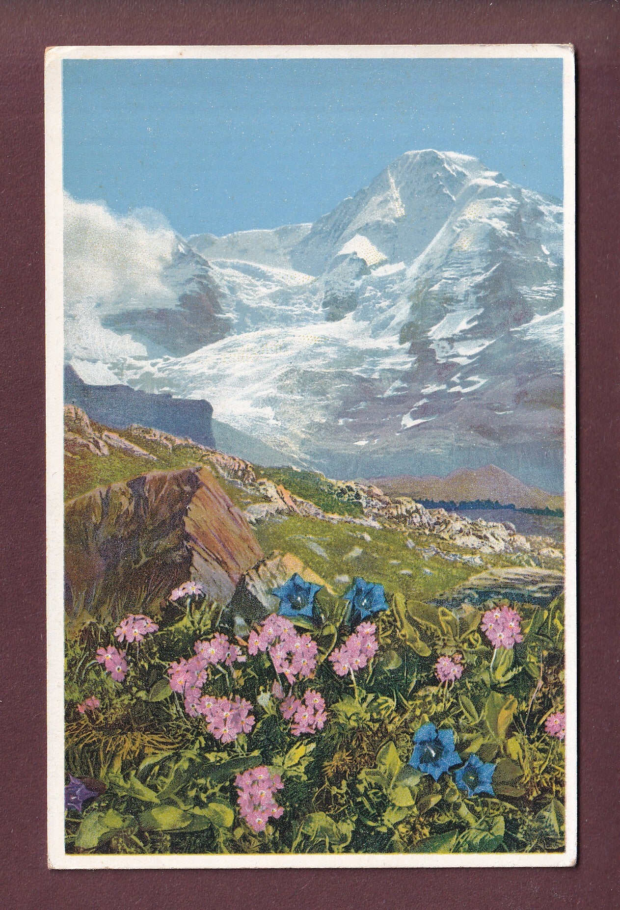 KLEINE SCHEIDEGG - Primula farinosa - Gentiana acaulis