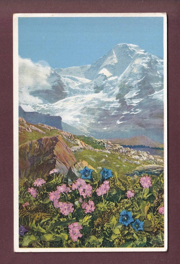 KLEINE SCHEIDEGG - Primula farinosa - Gentiana acaulis