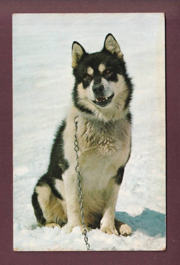 JUNGFRAUJOCH - Polarhund // Falte //