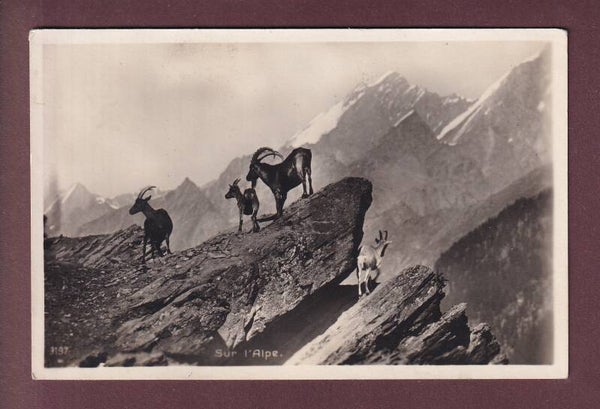 BOUQUETINS - Sur l'Alpe - 1925