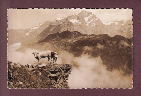 UESCHINENTAL bei Kandersteg - Kühe // Rück verletzt //