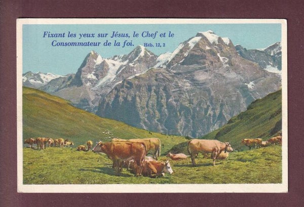 Alpweide bei MÜRREN - Kühe - Verset