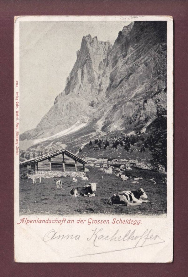 Alpenlandschaft an der GROSSEN SCHEIDEGG - Kühe - 1903