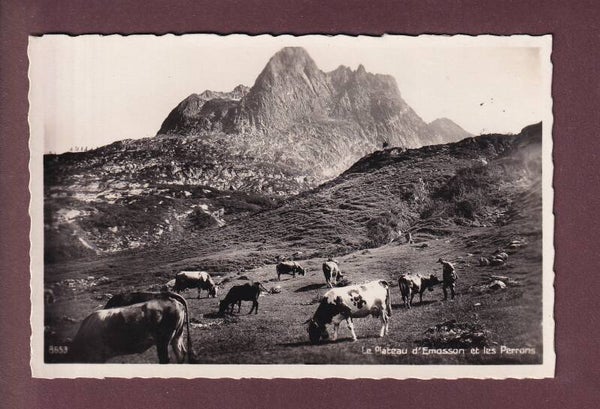 Plateau d'EMOSSON - Les Perrons - Vaches