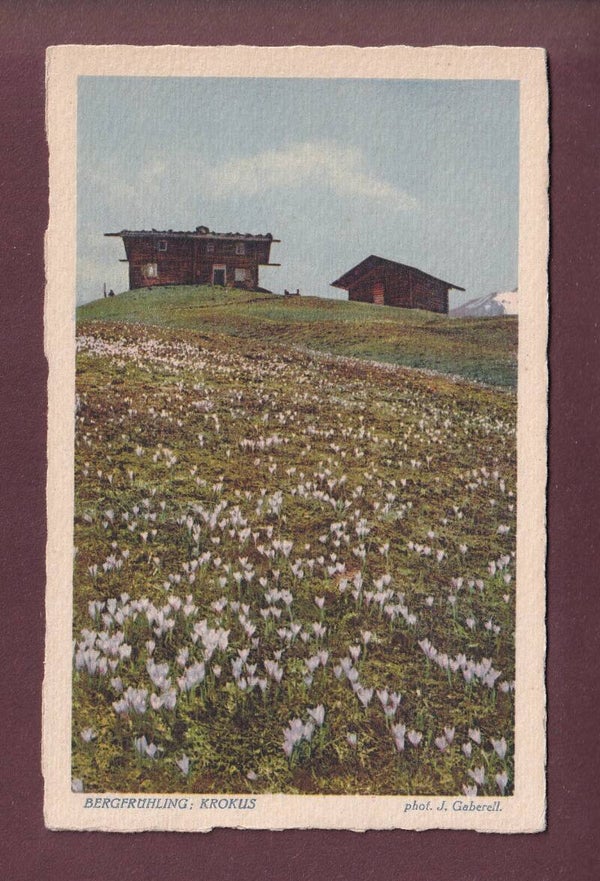 Bergfrühling - KROKUS