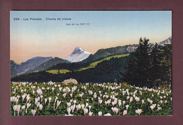 LES PLEIADES - Crocus - Dents de Lys
