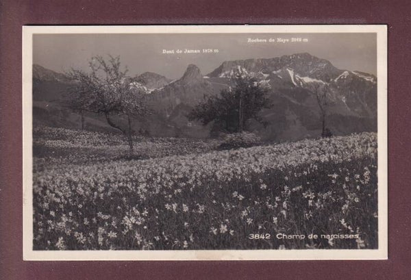 Champ de NARCISSES - Dent de Jaman - 1925 // ondulée //