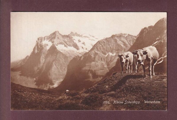 KLEINE SCHEIDEGG - Kühe - Wetterhorn