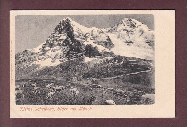KLEINE SCHEIDEGG - Kühe - Eiger - Mönch