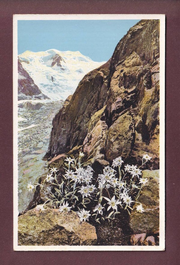 BERNINA-GRUPPE - Edelweiss