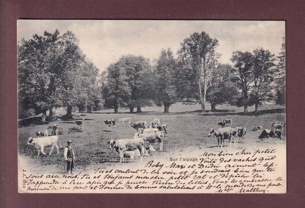 Sur l'ALPAGE - Vaches - 1902