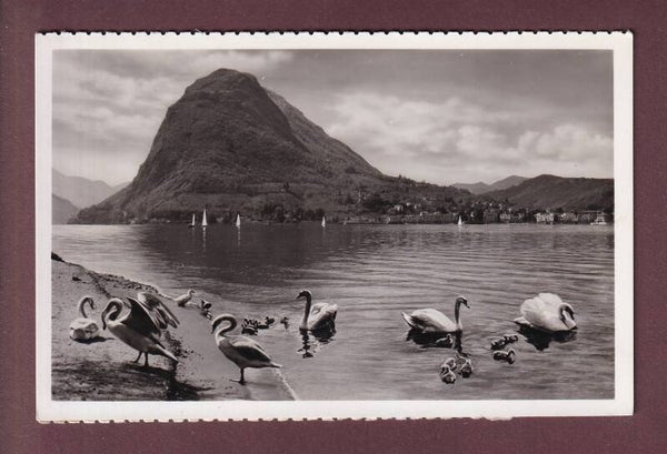 LUGANO - Cigni