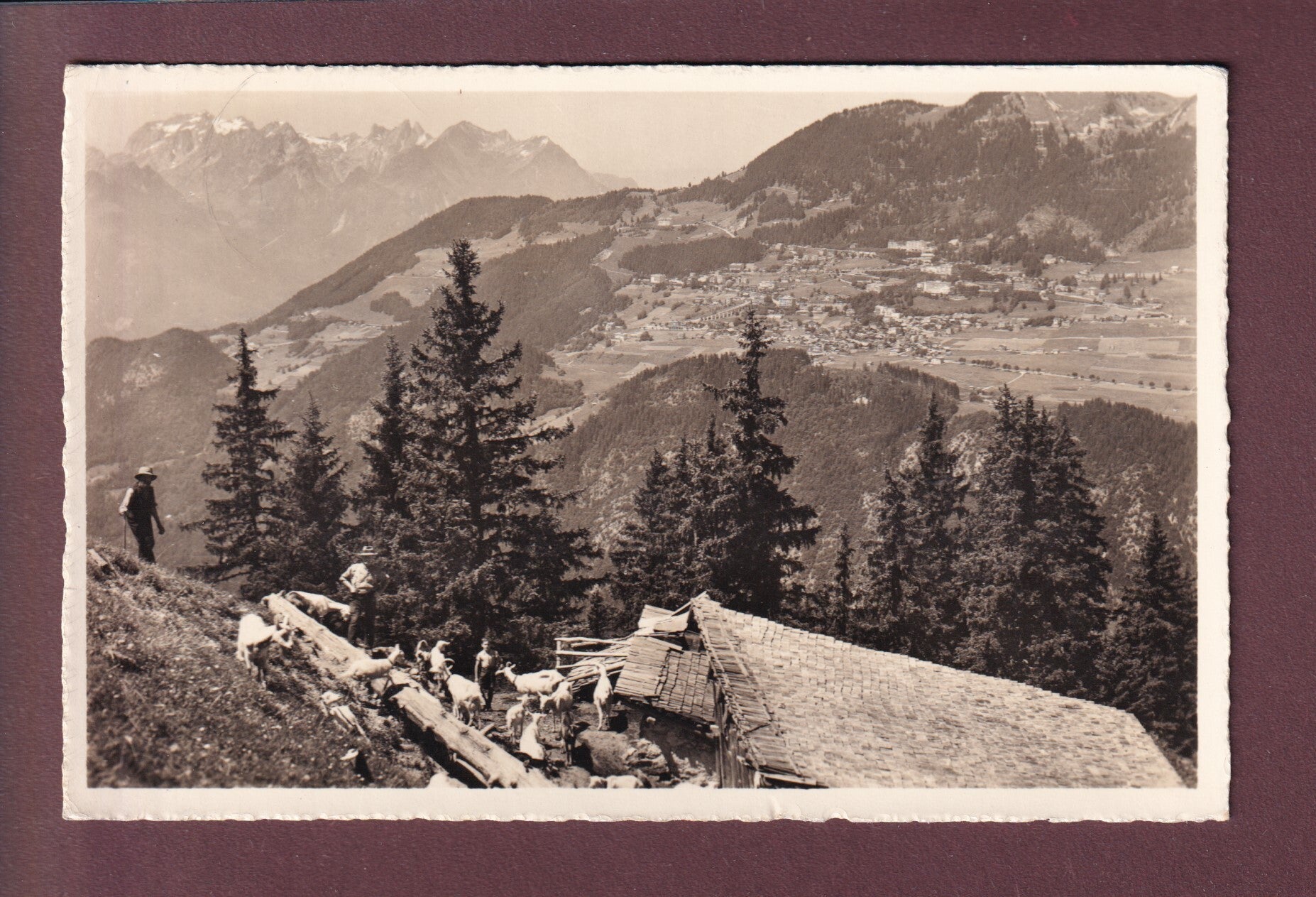 LEYSIN - Troupeau de chèvres - 1962