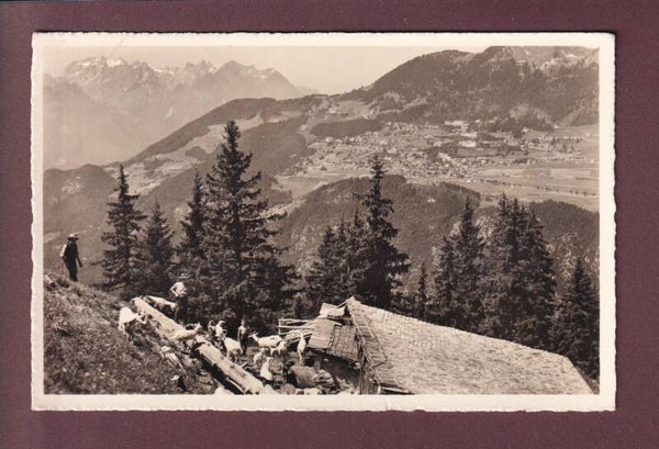 LEYSIN - Troupeau de chèvres - 1962